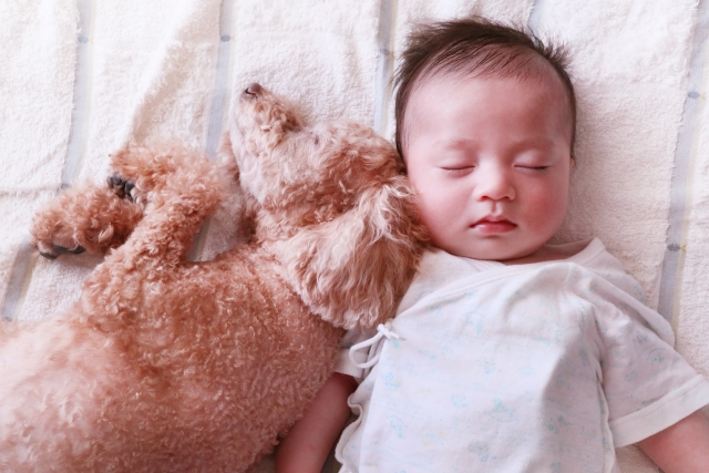 赤ちゃんと犬の添い寝